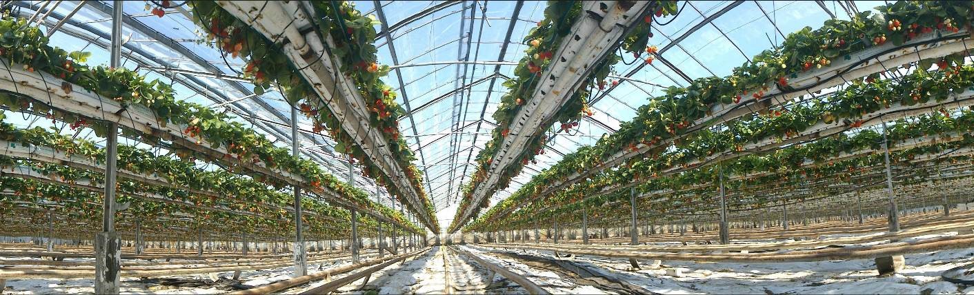 Tillverkare jordgubbar TOP-PLANT